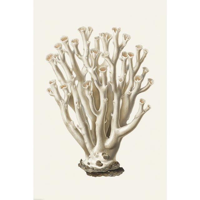 White Coral Botanical Fine Art Print No. 3 - Natural History Coastal Illustration | Neutral Color Palette For Sale