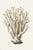 White Coral Botanical Fine Art Print No. 3 - Natural History Coastal Illustration | Neutral Color Palette For Sale