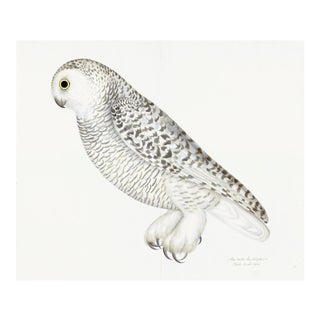 Snowy Owl Plate 27 by Olof Rudbeck (Cfa-Wd) For Sale