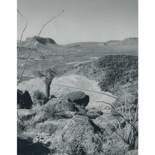 Cacti, Landscape, Rio Grande, USA, 1960s, Black & White Photograph For Sale - Image 3 of 5