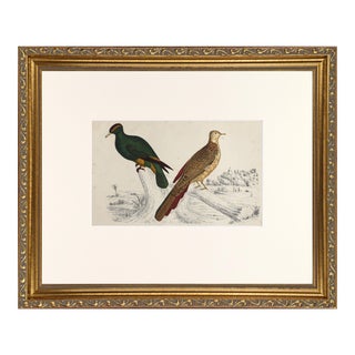 19th Century English Hand Colored Bird Engraving by Goldsmith For Sale