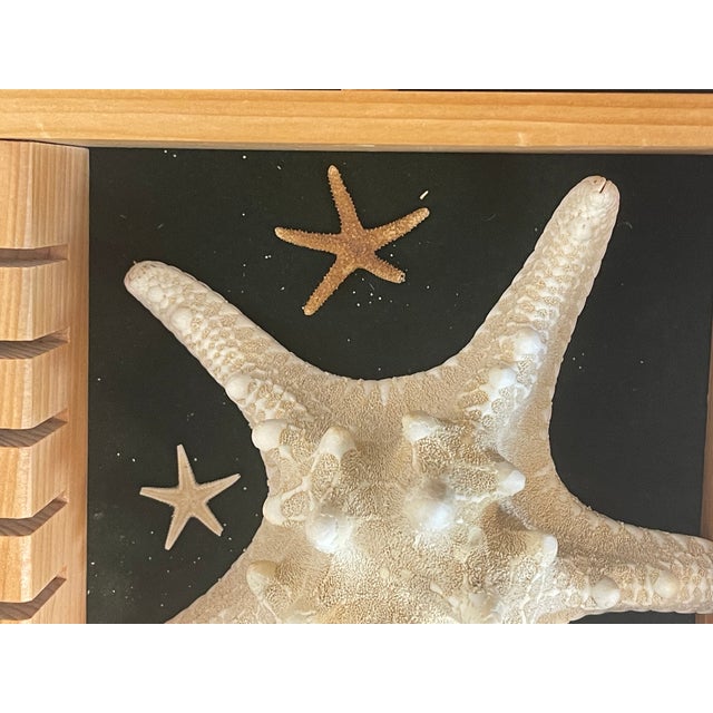 Tan Great Sea Shell Marine Specimens Collection in Wood Tray For Sale - Image 8 of 8