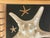 Tan Great Sea Shell Marine Specimens Collection in Wood Tray For Sale - Image 8 of 8