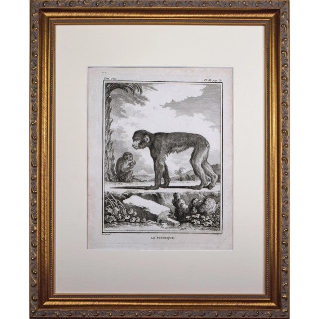 Cream 18th Century Original French Monkey Engraving by Buffon 1789 For Sale - Image 8 of 8
