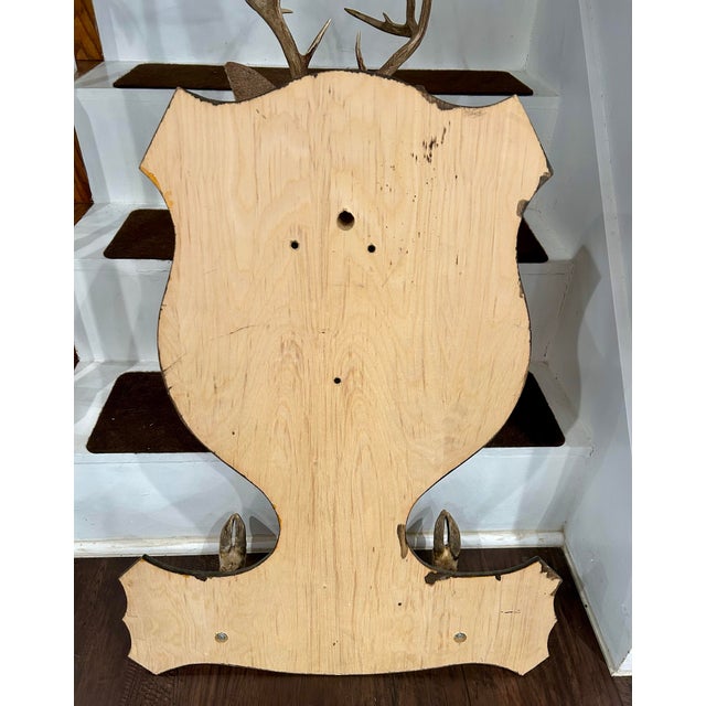 Brown Vintage Deer Mount With Hoof Rack For Sale - Image 8 of 9