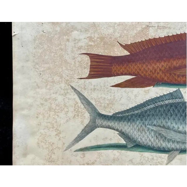 Sculpture Materials Mark Catesby Engraving, "The Hogfish and the Shad" For Sale - Image 7 of 9