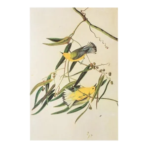 1966 Prothonotary Warbler After Audubon, Cottage Style Print