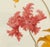 French Country 18" X 18" Florilegium - Original Botanical Floral Print, Unframed For Sale - Image 3 of 6