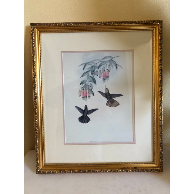 Vintage John Gould Framed Humming Birds Prints a Pair Chairish