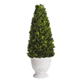Boxwood Cone Topiary In Pot For Sale
