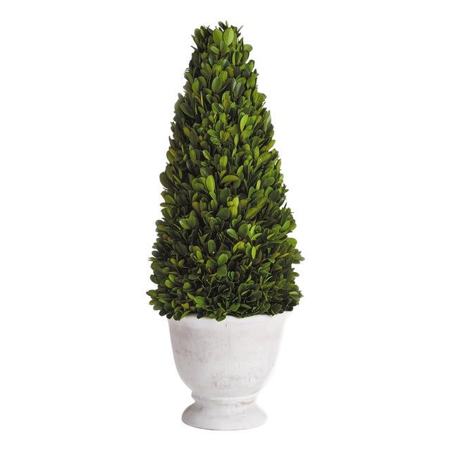 Boxwood Cone Topiary In Pot For Sale