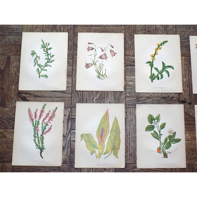 This set of twelve (12) authentic antique 19th century chromolithographs (each color laid in with a separate lithographic...