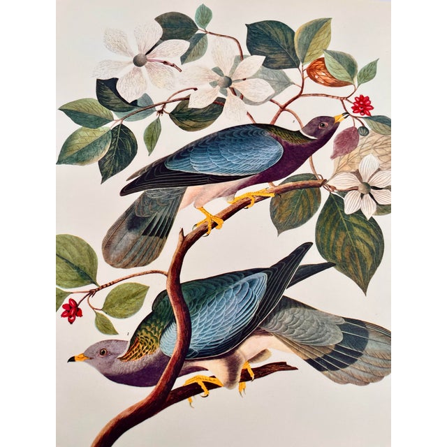 John James Audubon 1964 Audubon Folio Lithograph Great Bird Paintings – “Band Tailed Pigeon” 17x14 For Sale - Image 4 of 10