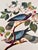 John James Audubon 1964 Audubon Folio Lithograph Great Bird Paintings – “Band Tailed Pigeon” 17x14 For Sale - Image 4 of 10