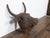 English 1930s-1940s Cast Iron Bull Wall Hanging Sculpture with Rusty Patina For Sale - Image 10 of 11
