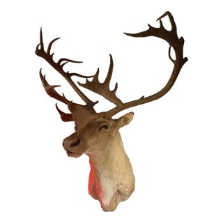 Vintage Caribou Taxidermy Mount – Impressive Oversized Antler Rack For Sale