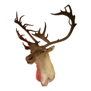 Vintage Caribou Taxidermy Mount – Impressive Oversized Antler Rack