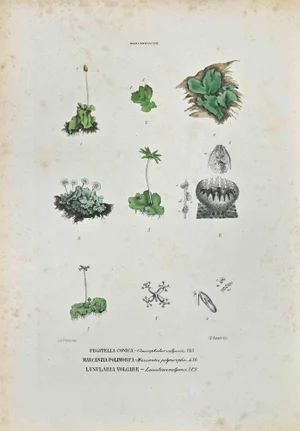 Vincenzo Tenore, The Marcanziaceae, Lithograph, 1870s