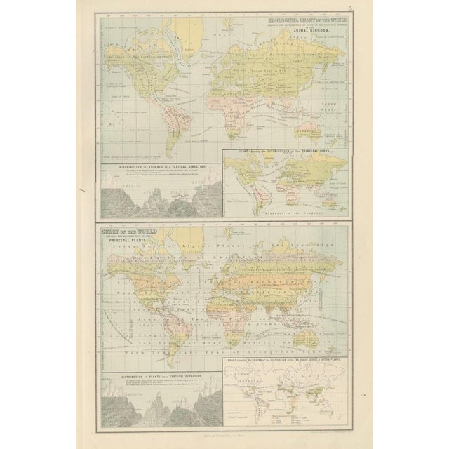 Antique Zoological and Botanical Chart of the World Decorative Map, 1884 For Sale - Image 10 of 11