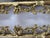 Wood Pair of George III Bright Gilt Mirrors For Sale - Image 7 of 11