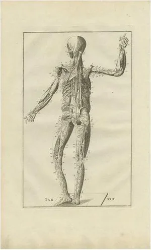 Bartolomeo Eustachi, Anatomy Illustration of the Muscular and Venous System, 1798, Print