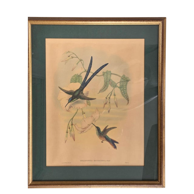 After W. Hart & HC Richter, Thalurania Refulgens and Hylonympha Macrocerca, 1800s, Hand-Colored Lithographs, Set of 2 For Sale - Image 14 of 18