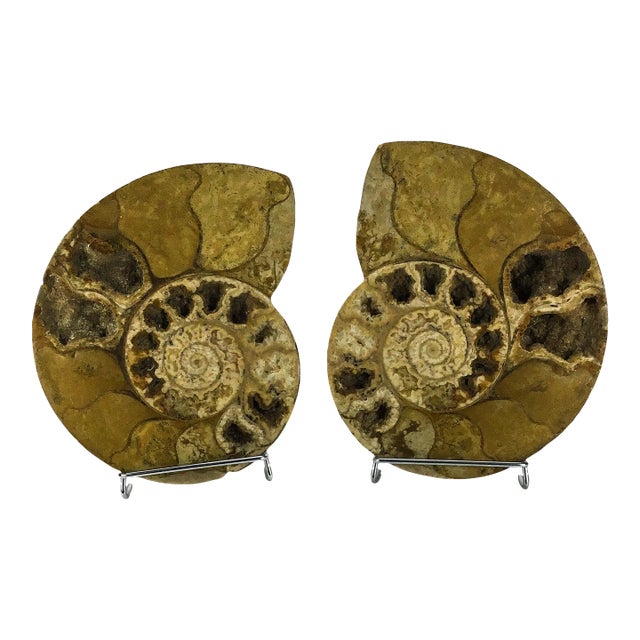 X Large Prehistoric Ammonite Fossil - A Pair For Sale