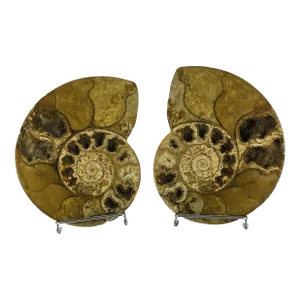 X Large Prehistoric Ammonite Fossil - A Pair