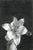 Early 21st Century Aleksandra Kalisz, Lily, 2020, Pencil on Paper For Sale - Image 5 of 5