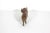 1970s Vintage Carved Water Buffalo Teak Wood Bull Sculpture For Sale - Image 5 of 7