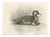 After Lilian Medland, Duck and Young, 1909, Print For Sale