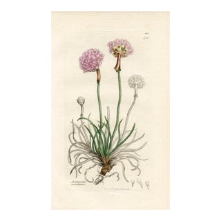 1840s, Sea Pink Botanical Print by James Sowerby, Original Antique Botanical Engraving, England For Sale