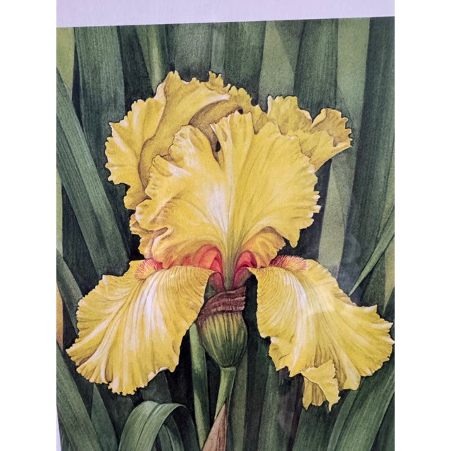 1970s Manabu Saito Limited Edition Iris Botanical Floral Prints Signed Set of 2 Framed For Sale - Image 5 of 12