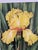 1970s Manabu Saito Limited Edition Iris Botanical Floral Prints Signed Set of 2 Framed For Sale - Image 5 of 12