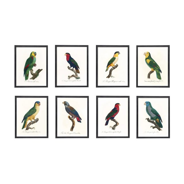 What a charming set of colorful parrots! Remastered from the original plates from the Naturalist specimen book 'Histoire...