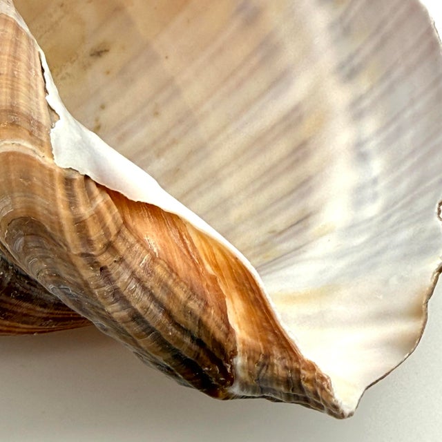 Vintage Large Tun Ocean Snail Shell Seashell For Sale In Portland, ME - Image 6 of 8