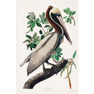 Brown Pelican by Audubon, Vintage Art Print Reproduction, 16" X 24" For Sale