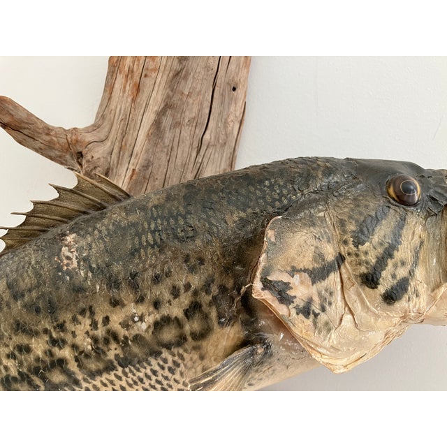 1960s Largemouth Bass Taxidermy by Heinemann Taxidermy-American Sporting Folk Art, Mid-20th Century For Sale - Image 5 of 14