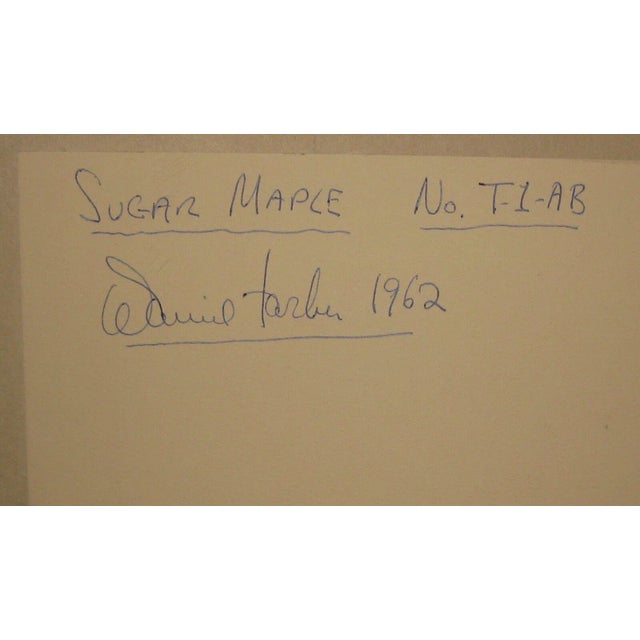 Drawing/Sketching Materials 1962 Sugar Maple Photo by Daniel Farber For Sale - Image 7 of 9