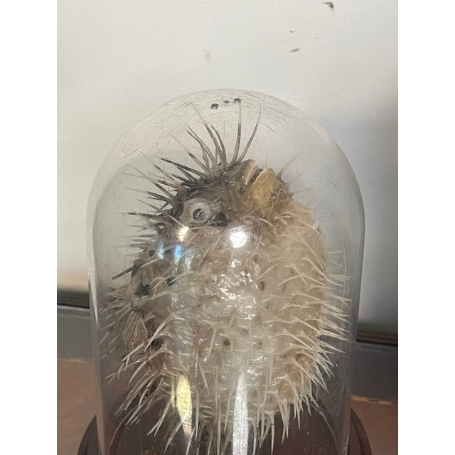 4 Vintage Coastal Marine Specimens in Domed Clochets For Sale In Miami - Image 6 of 7