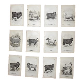 Authentic Antique 19th Century Sheep Stone Lithographs - Set of 12 For Sale