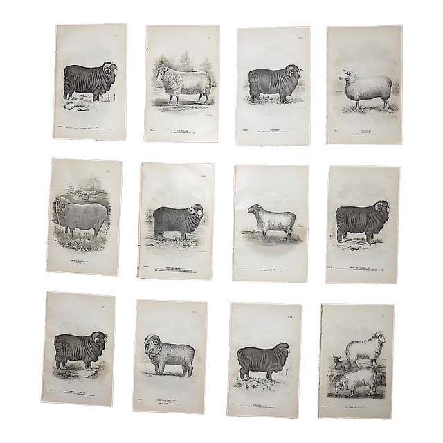 Authentic Antique 19th Century Sheep Stone Lithographs - Set of 12 For Sale