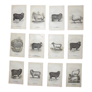 Authentic Antique 19th Century Sheep Stone Lithographs - Set of 12