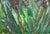 Green Natalia Vypritskaia, the Dance of the Irises, 2026, Acrylic and Oil on Canvas For Sale - Image 8 of 10