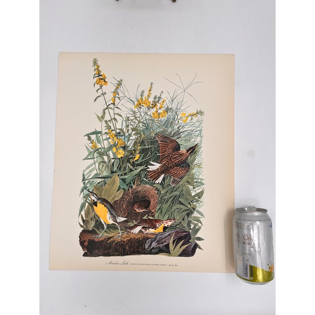 Audubon Bird Print – “Meadow Lark”, 1964 Abrams Folio – Vintage Ornithology Art 1964 print from "The Audubon Folio: Great...