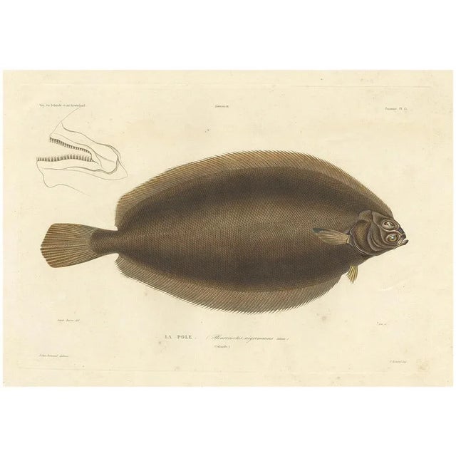Blanchard, Icelandic Flounder, Hand-Colored Lithograph, 1845 For Sale - Image 10 of 10
