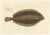 Blanchard, Icelandic Flounder, Hand-Colored Lithograph, 1845 For Sale - Image 10 of 10