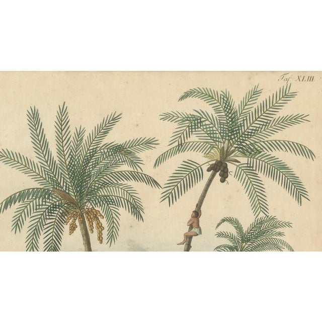 Jonathan Carl Zenker, Date Palm and Coconut Botanical Scene, 1831, Copper Engraving on Paper For Sale - Image 3 of 9