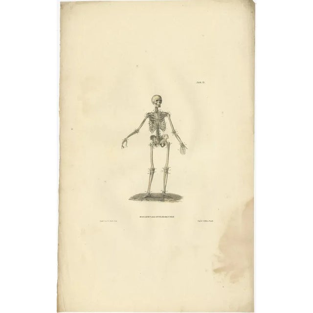 Anatomy Illustrations of Osteology, 1839, Prints, Set of 12 For Sale - Image 4 of 14