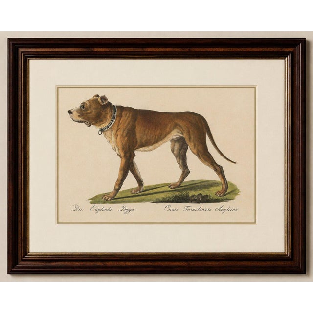 Black Karl Joseph Brodtmann, Mastiff Dog, 1816, Lithograph For Sale - Image 8 of 9